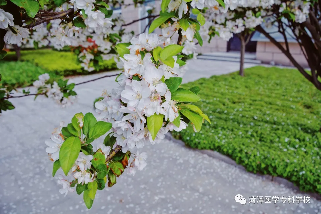 菏泽医学专科学校牡丹，又是姹紫嫣红开遍