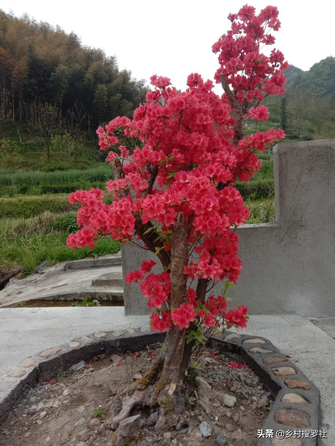 根据这5个步骤操作,开花更红更艳