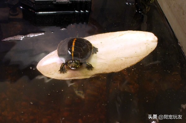 小乌龟水上怎么养忌讳什么精心整理
