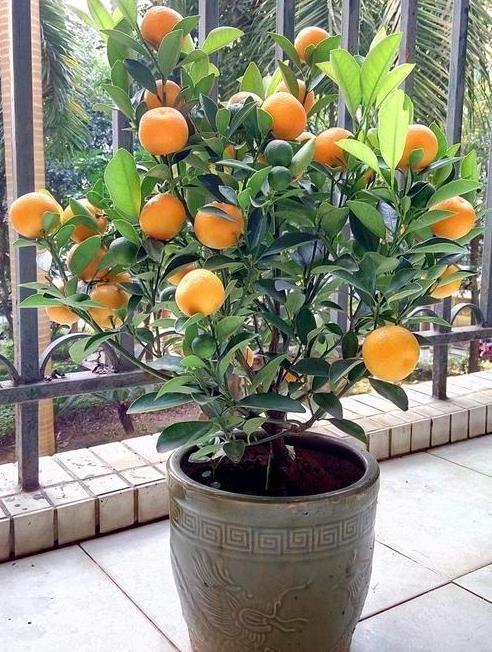 过年养什么花喜庆（什么花代表好运气）