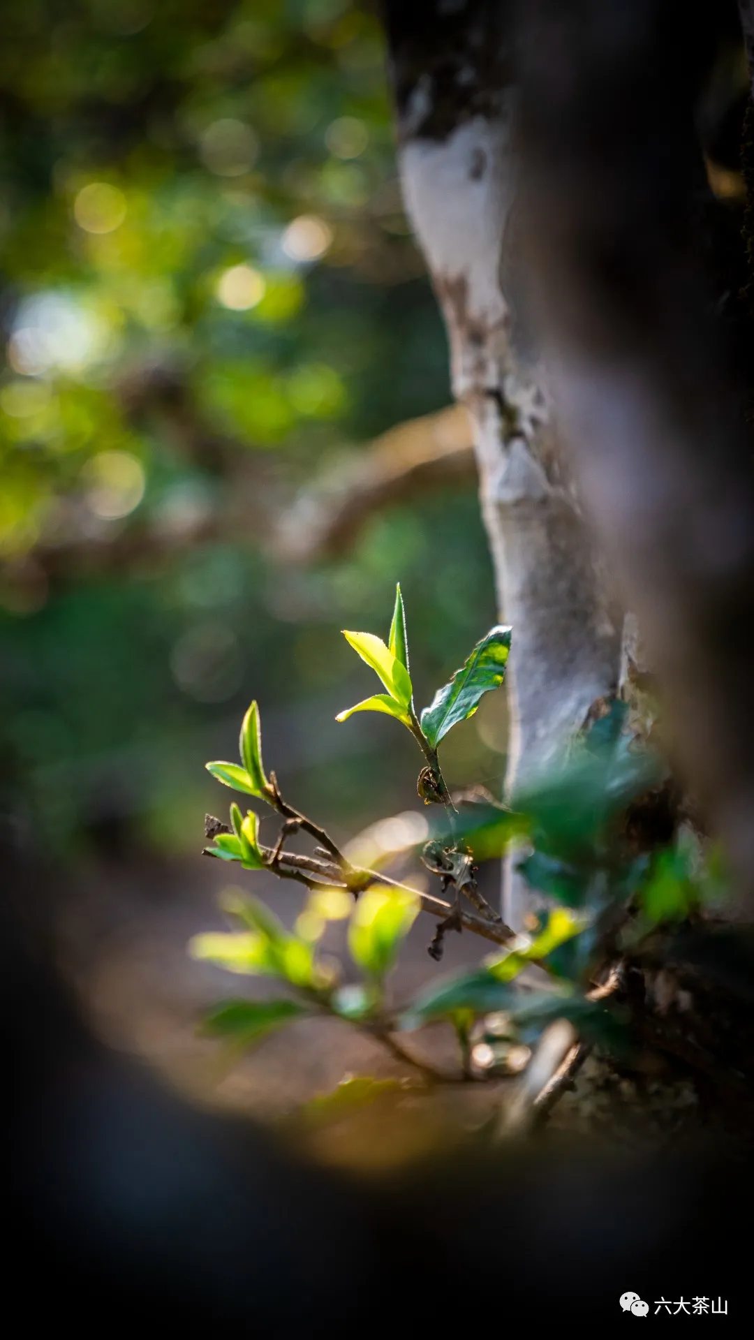 普洱茶的“鲜爽”为何备受茶友们的热烈追捧?