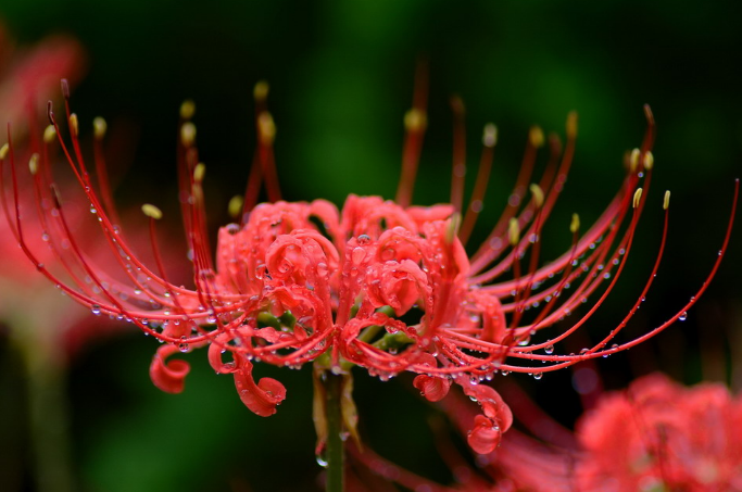 这4种花，再喜欢也别乱送人，容易“反目成仇”