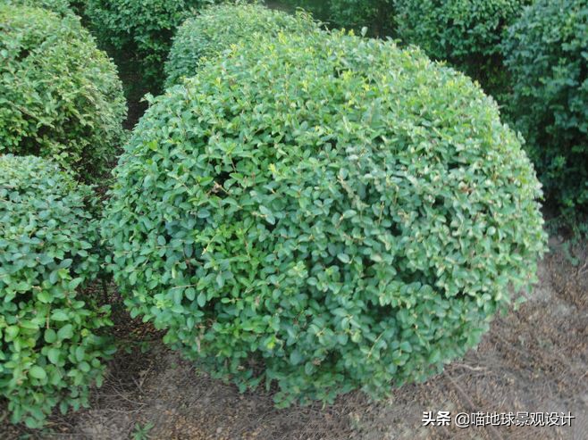 红花玉芙蓉（35种常见的球类灌木植物介绍）