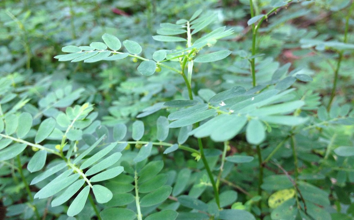 阴阳草(这种常见的野草名叫叶下珠，也叫“阴阳草”，晒干卖15块一斤)