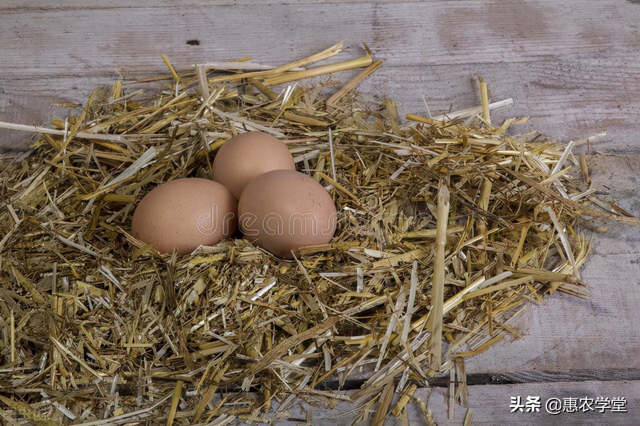 鸡蛋现在多少钱一斤？过年还会涨吗？2021年11月份鸡蛋价格行情