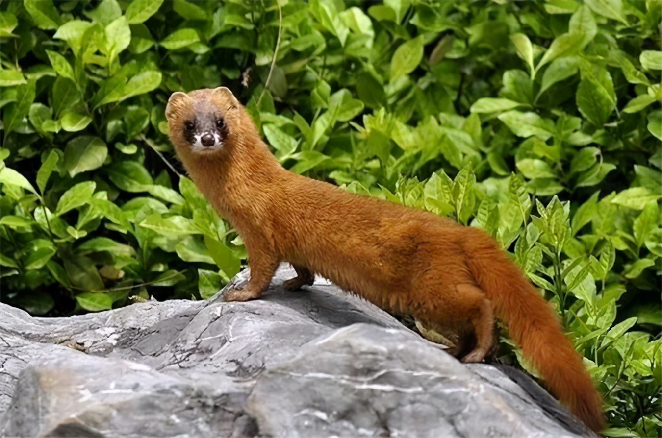 被称作"黄大仙"的黄鼠狼,到底有多厉害?为何都不敢招惹它?