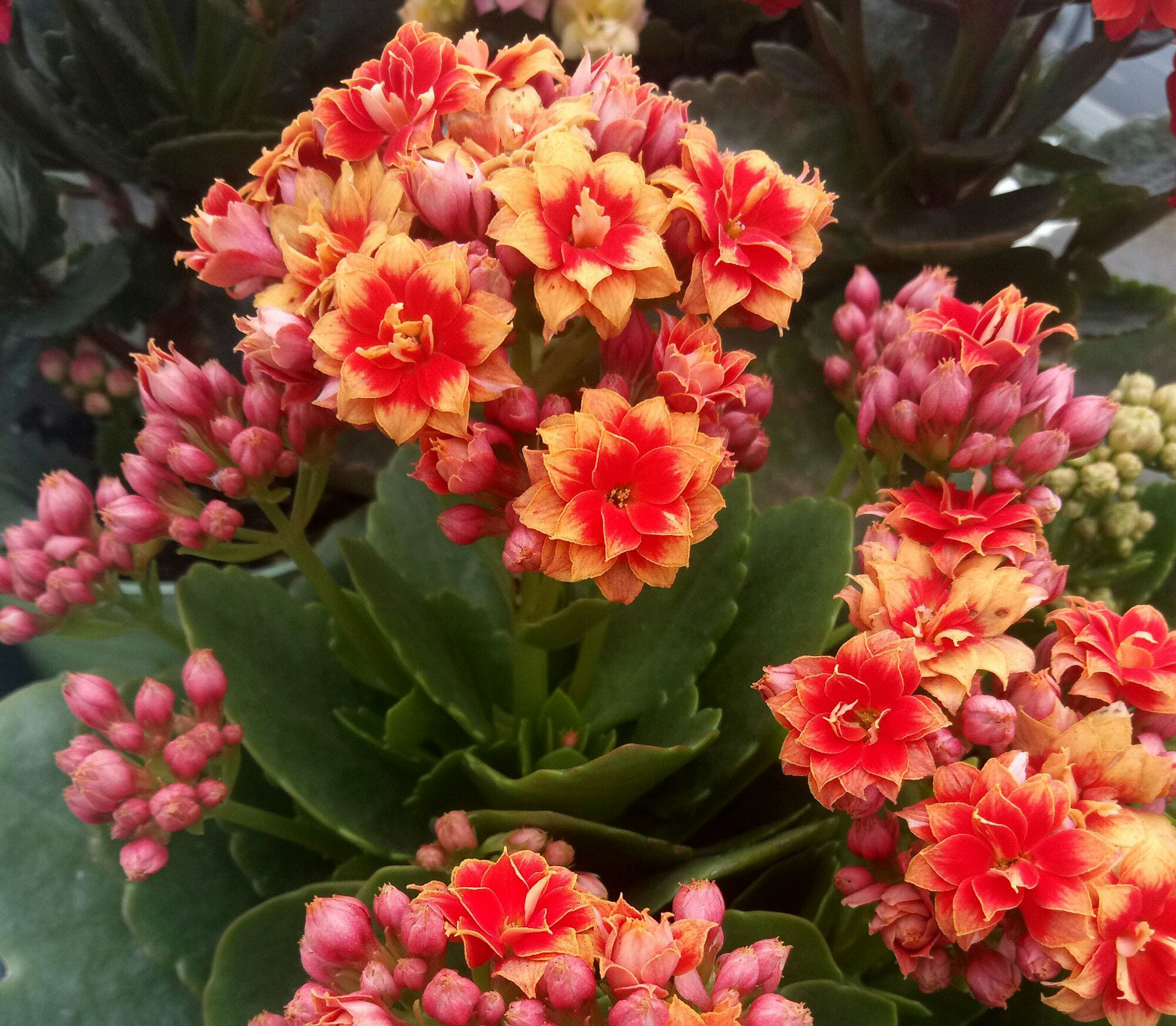 你要知道长寿花叶插成功的5个要点,别人告诉过你吗?快来看!