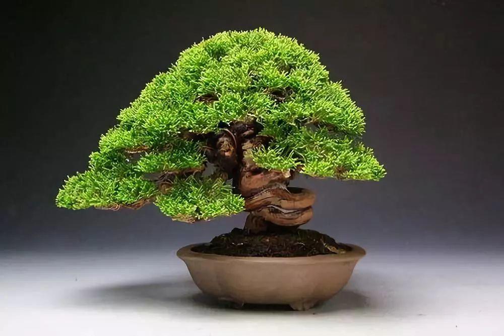 盆景赏图在古人的观念里,松是百木之长,非常长寿,有"千年龟,万年松"一