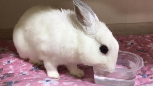兔子为什么需要喝水但不能吃带水的菜叶 被兔子咬了需要打疫苗