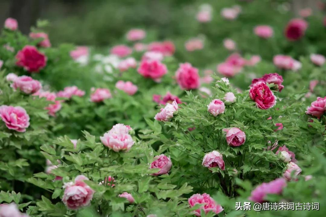 唯有牡丹真国色