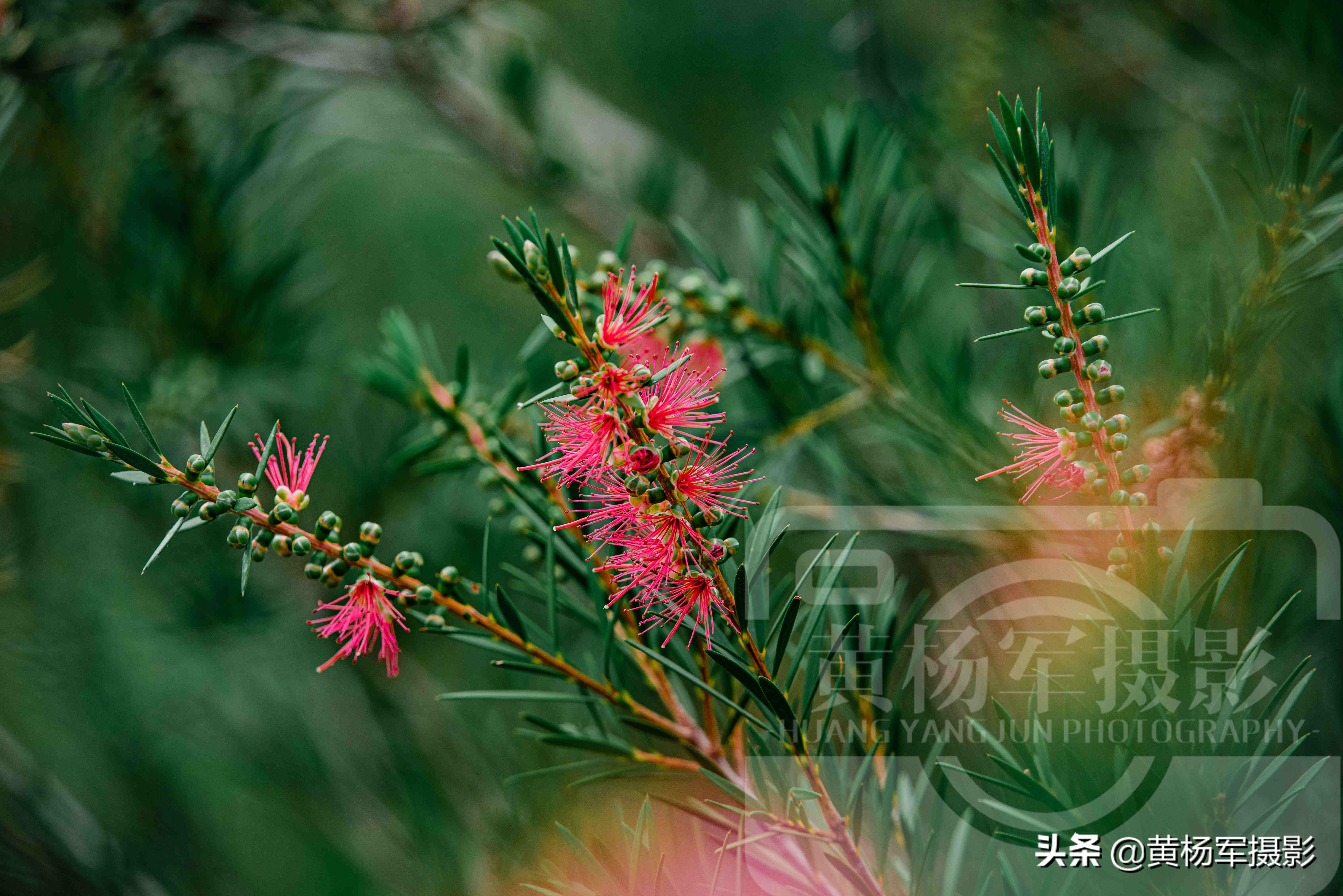 垂枝红千层（带你赏析垂枝红千层的漂亮图片）