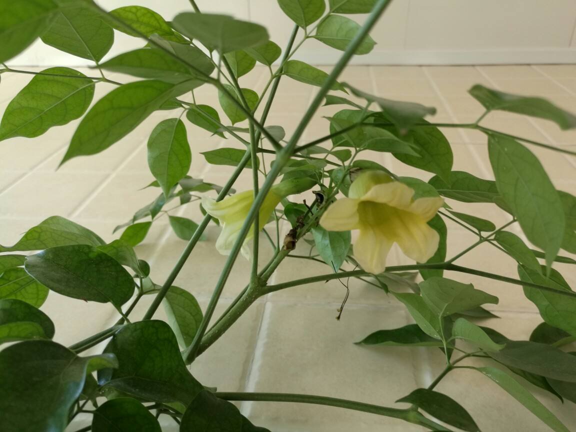 幸福树新芽萌发时,做好这三件事,新叶翠绿油亮!