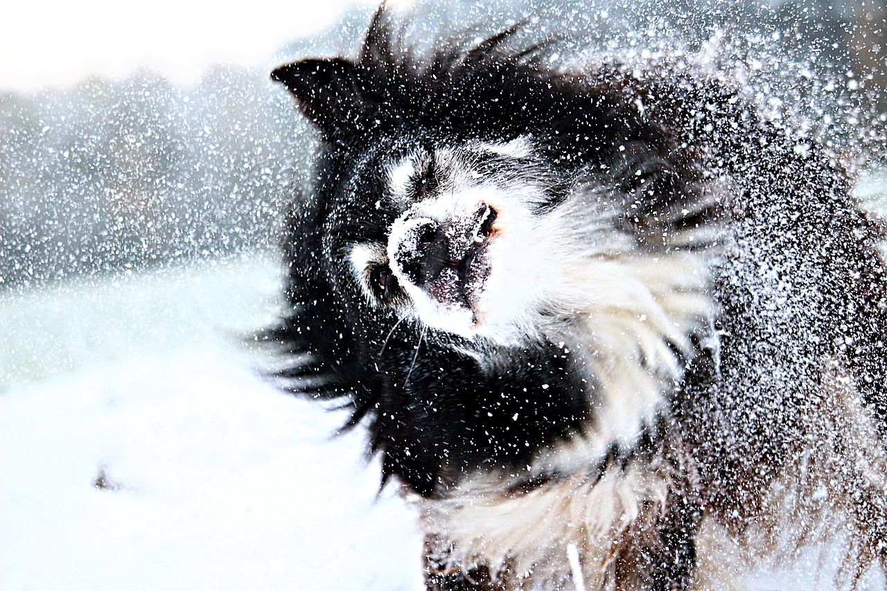 梦见下雪了(梦到下雪预示了什么？)