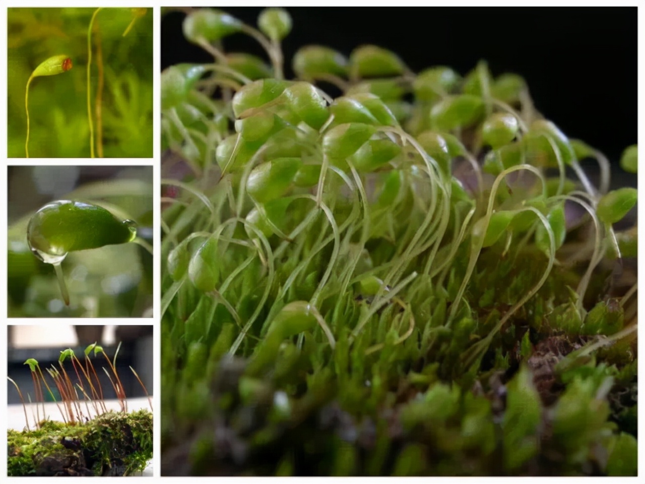 苔蘚種類名稱及圖片(40種常見苔蘚植物圖鑑)