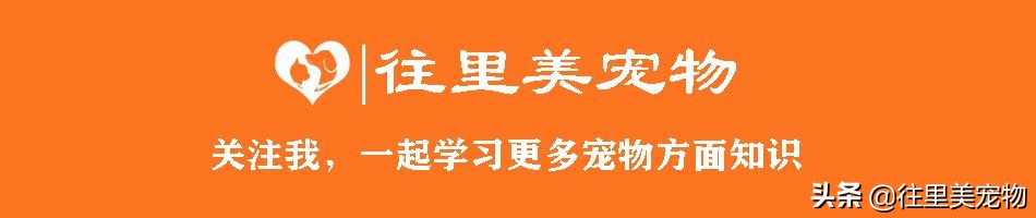 培育一只导盲犬需要花费15万，训练18个月！难怪很多盲人申领不到