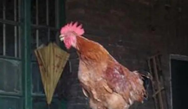 风水学中：晚上鸡叫迷信说法是什么，难道真的是灾难的预警？