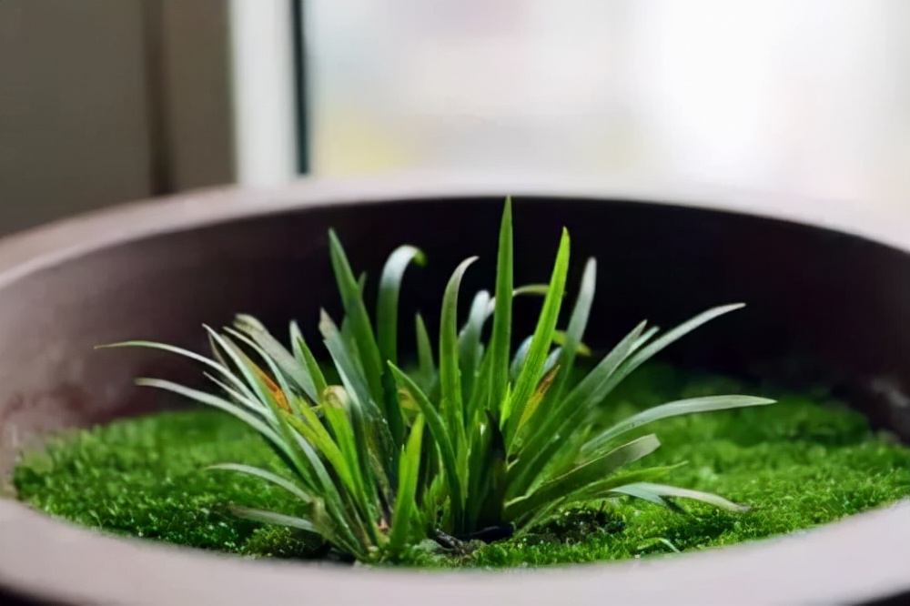 你过来,我告诉你秋冬季植物怎样养护?