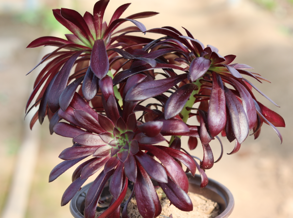 进入三伏天,黑法师要做好"三不",轻松度过高温夏季