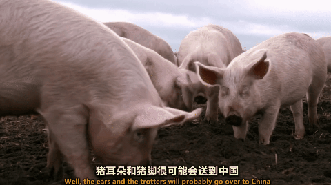 香肠怎么做最好吃？用什么部位的猪肉做最好？