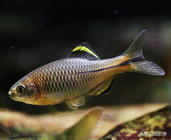 鳑鲏鱼没有人不认识，但个头大有须的鳑鲏你知道吗？它们叫“鱊”