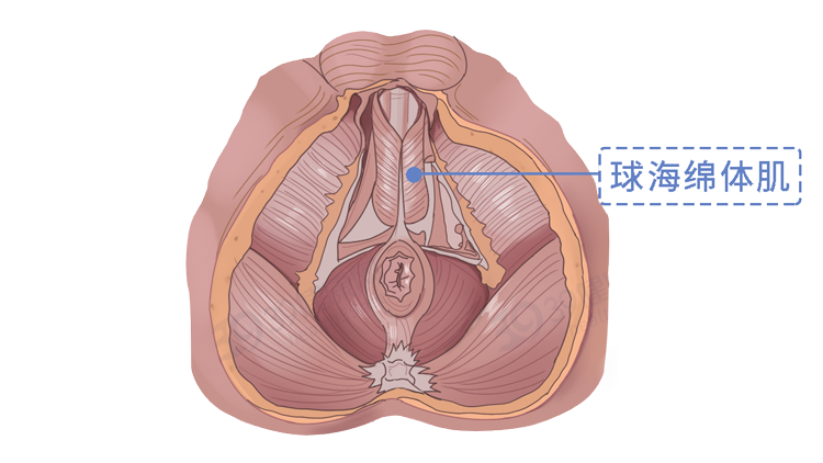 别不好意思：盆底肌训练真的很养生！锻炼持久力，男女都获益