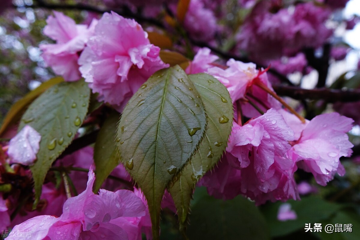 《列子》原文 译文（二）