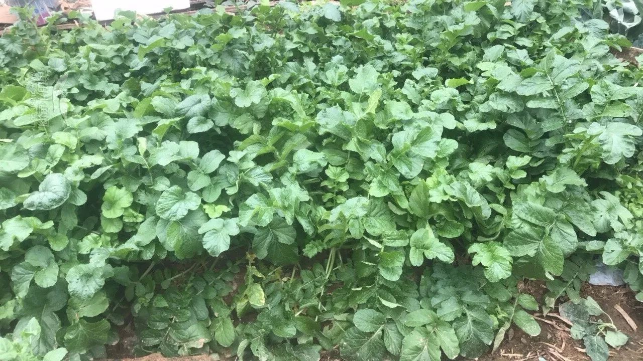 酸菜是什么菜做成的（6种适合做酸菜的青菜你吃过几种）