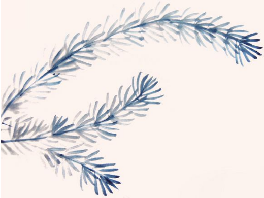 水草的4种画法让水墨画创作更上一层楼