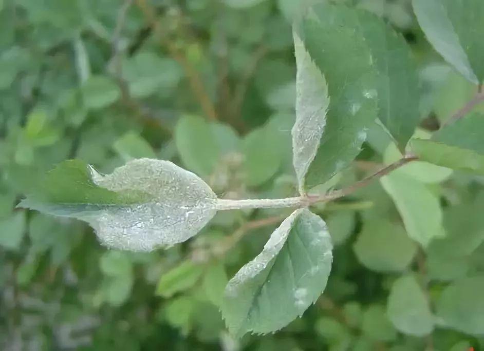 养杜鹃花关键在浇水上，学一招，省事还不用担心烂根！