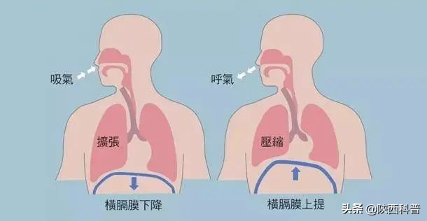 人為什麼會打嗝?