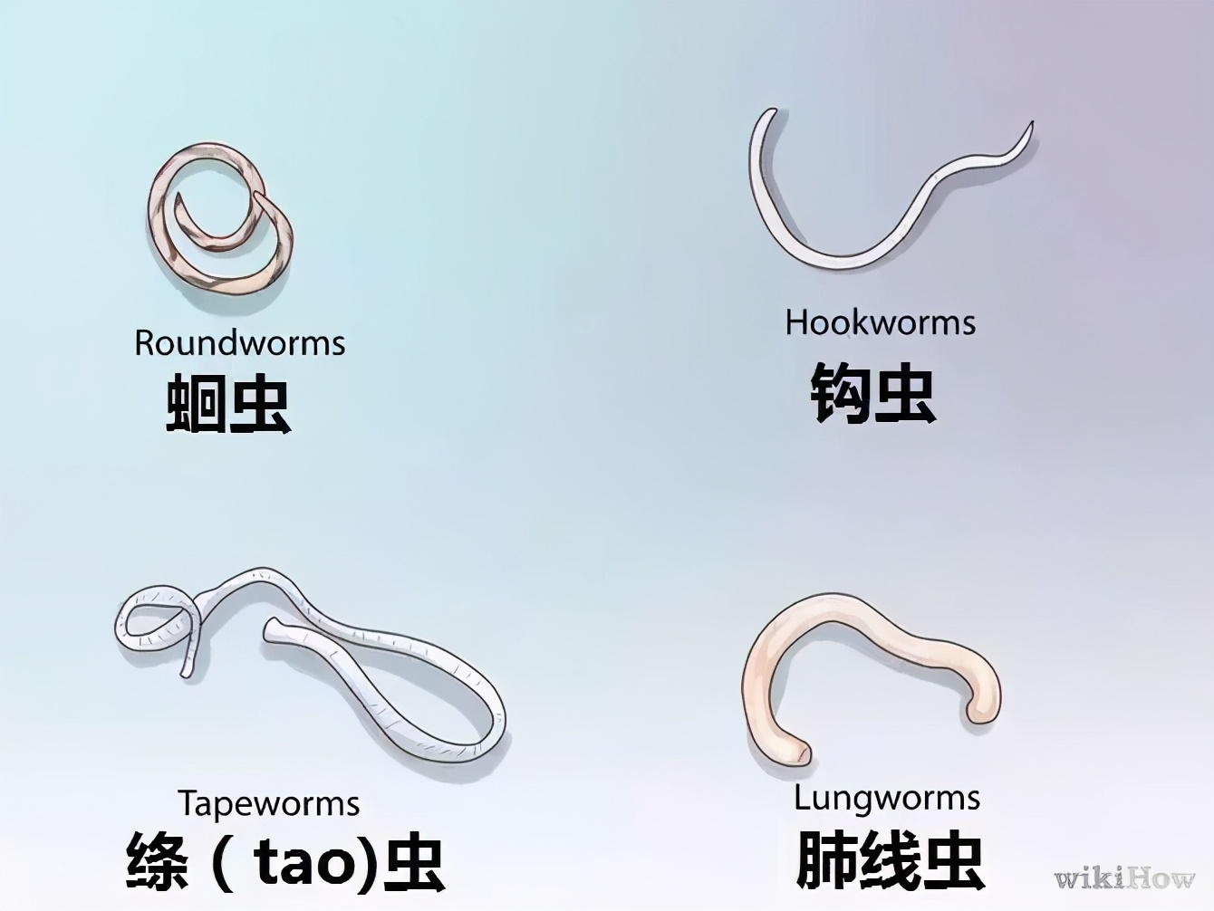 狗狗驱虫攻略来了！不了解的，赶紧看看