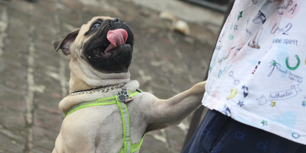 牧羊犬训练方法