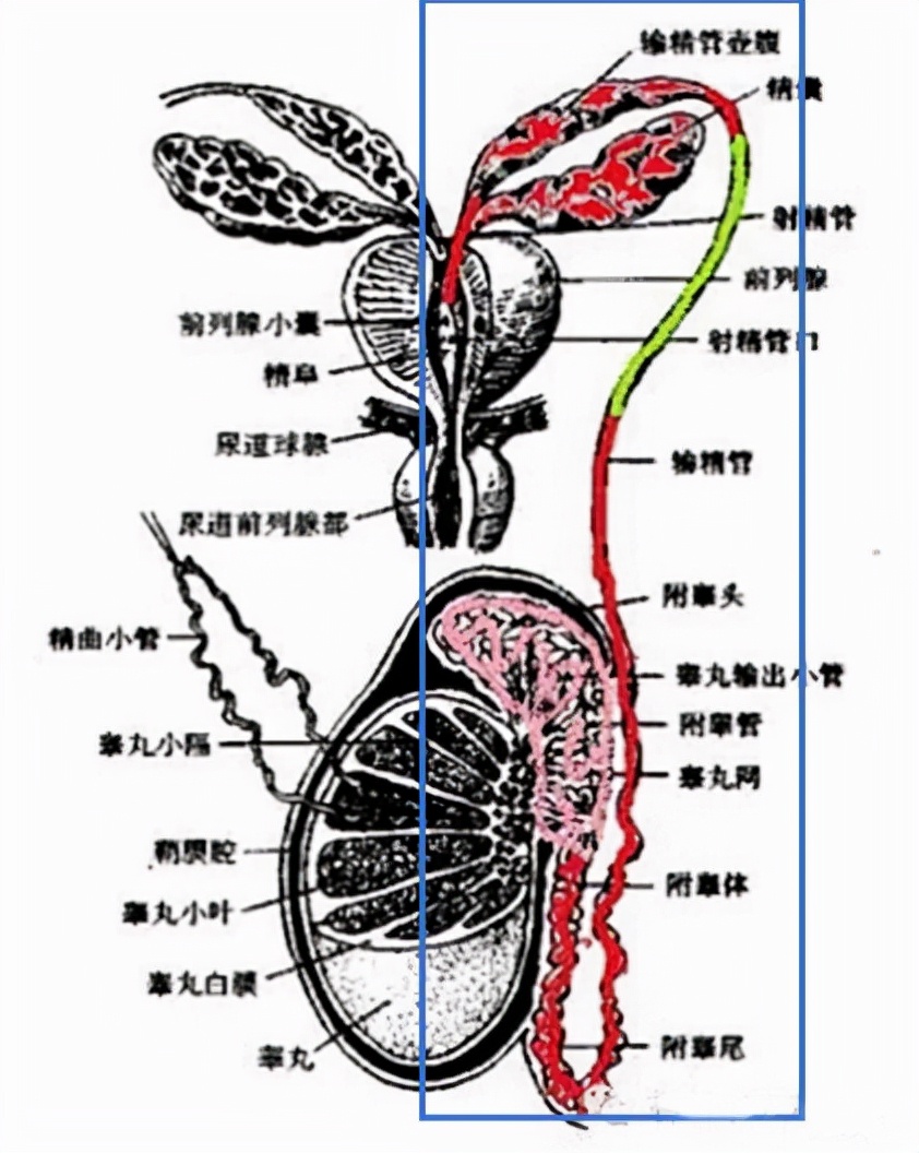 拉血是怎么回事男性(精液带血)