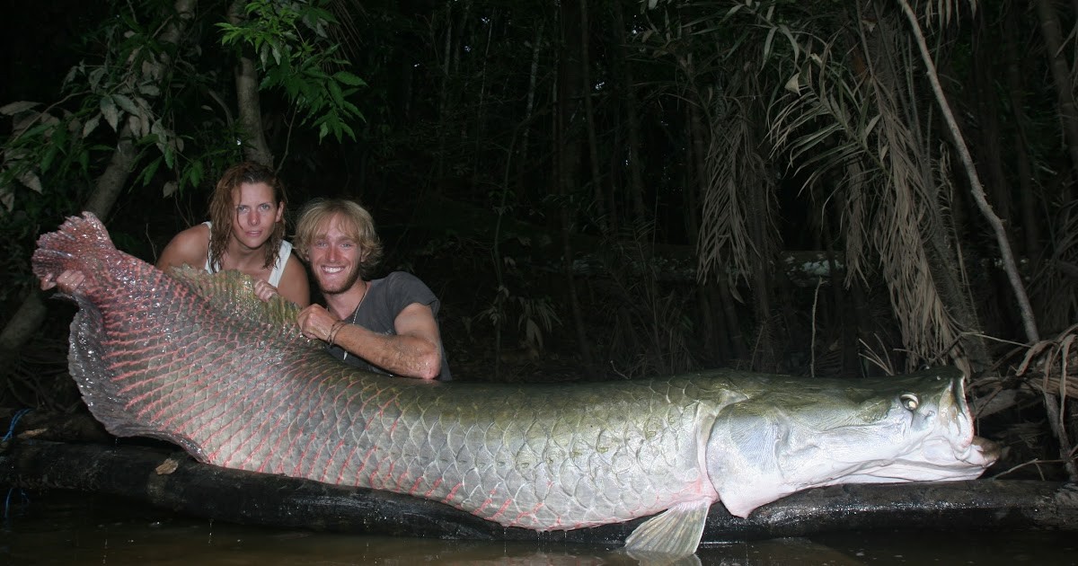 庞大的体重并不能保证巨骨舌鱼能在亚马逊流域成为无敌的存在,更重要