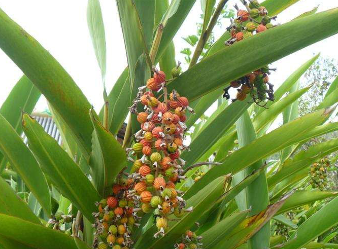 农村60多岁的种植户靠卖砂仁和种苗年挣40万大家觉得怎么样？