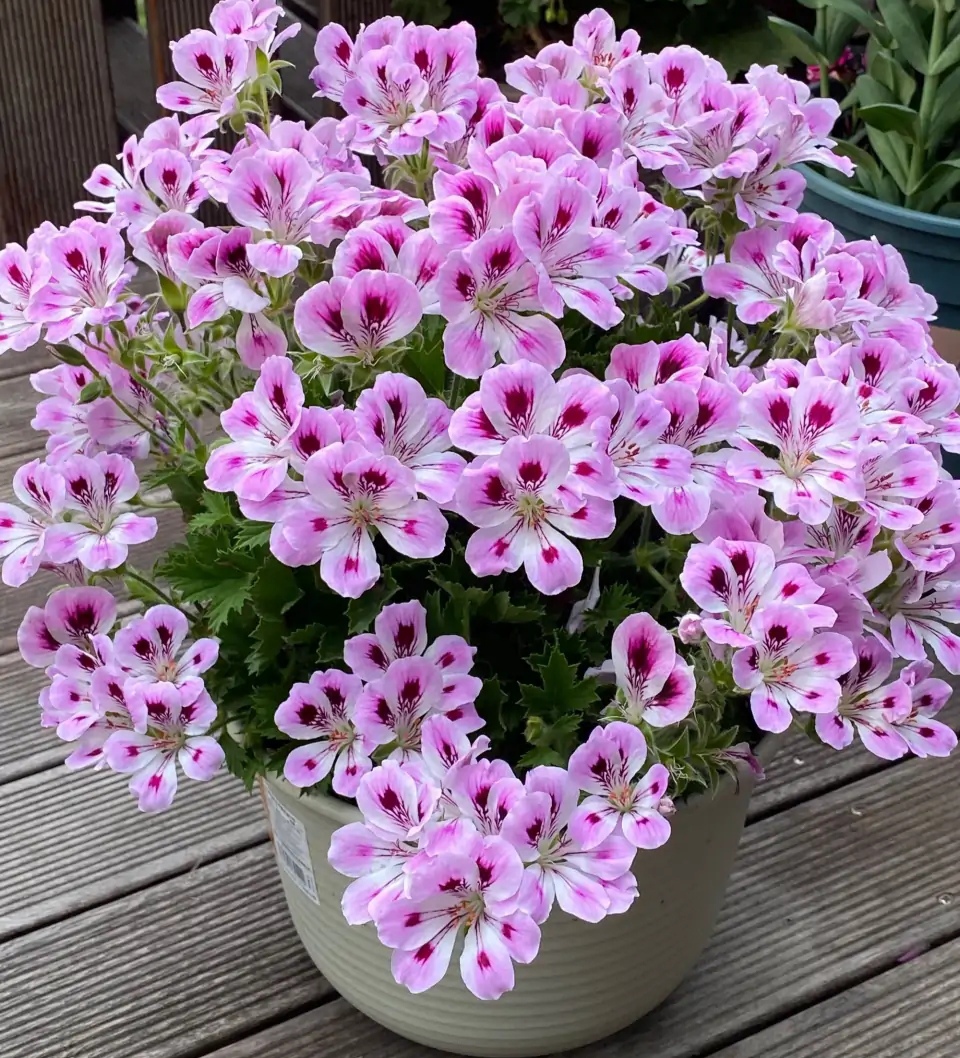 20种“懒人”花草，阳台客厅必备，好养好看，还能净化空气