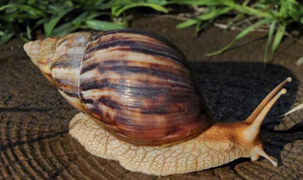 一次可产700粒卵,非洲大蜗牛能吃?摸它就可致命,它到底有多毒
