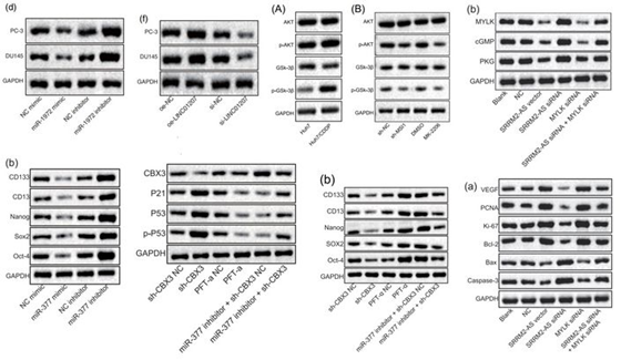 华中科技大学同济医学院，武汉市中心医院发表的SCI论文被质疑
