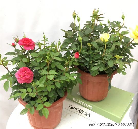夏季我最爱的16种花卉,花期长,开花超级漂亮