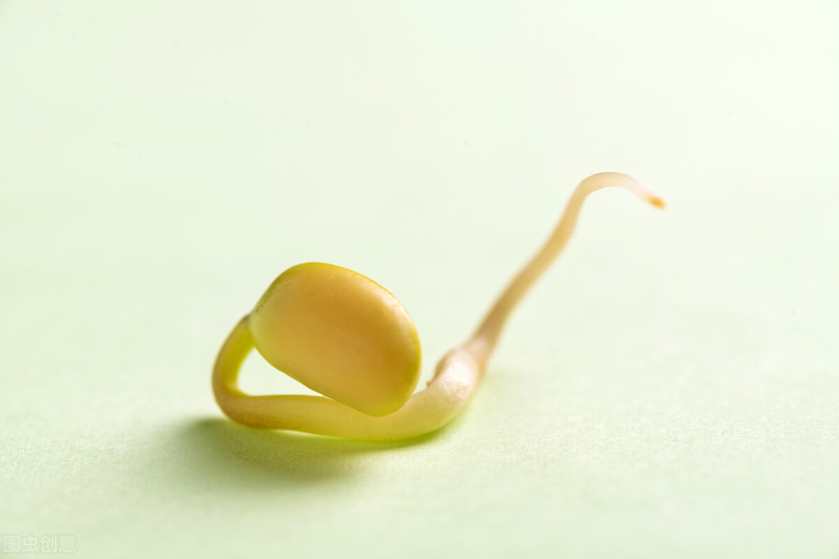 食物发芽后有剧毒不能吃?有些不仅能吃,营养价值还会变高