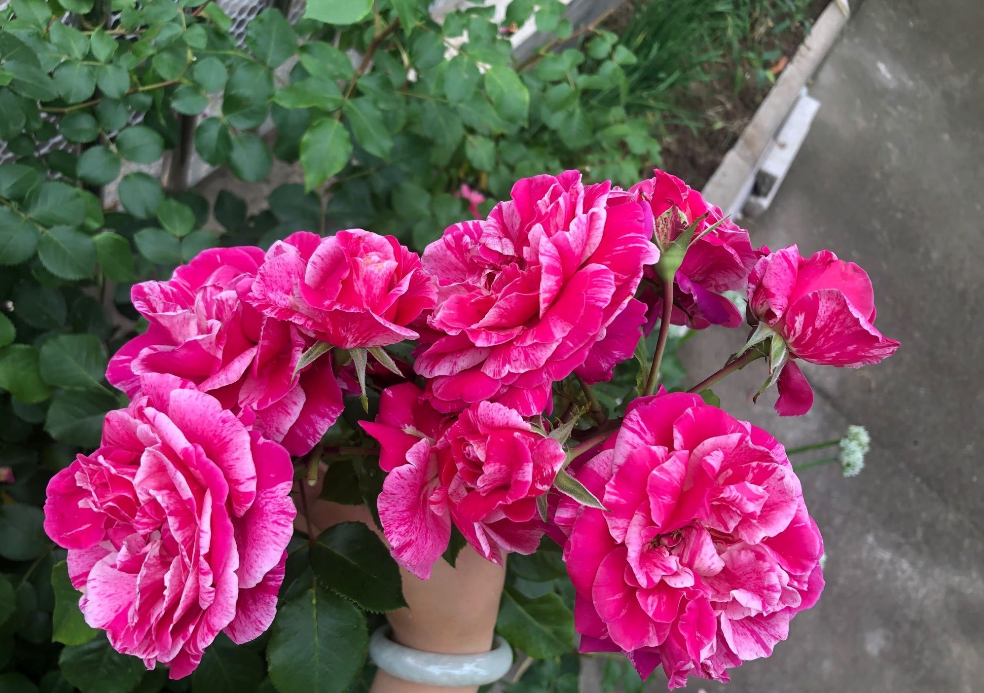 依蕾莎特斯月季怎么养比较好专业回答