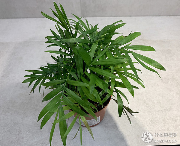 12种高颜值室内小株植物,给你一个春意盎然的家!(附养护心得)