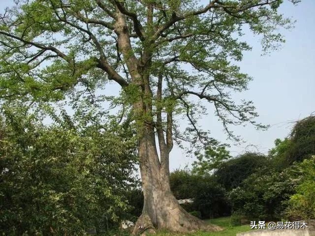 箭毒木(剧毒植物：见血封喉树和解毒良药“红背竹竿草”)