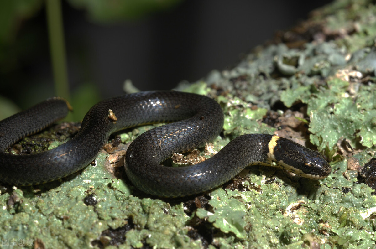 驱虎逐狼计:你敢打死这只鸡冠子小蛇,我就输给你三盒迎春烟