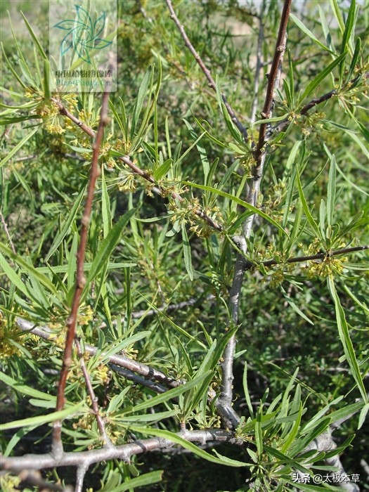 茶叶树(家茶，见过吗？能消食健胃，清热去火)