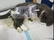 尿闭、尿血...猫咪泌尿问题反反复复，可能是弄混了这3种病