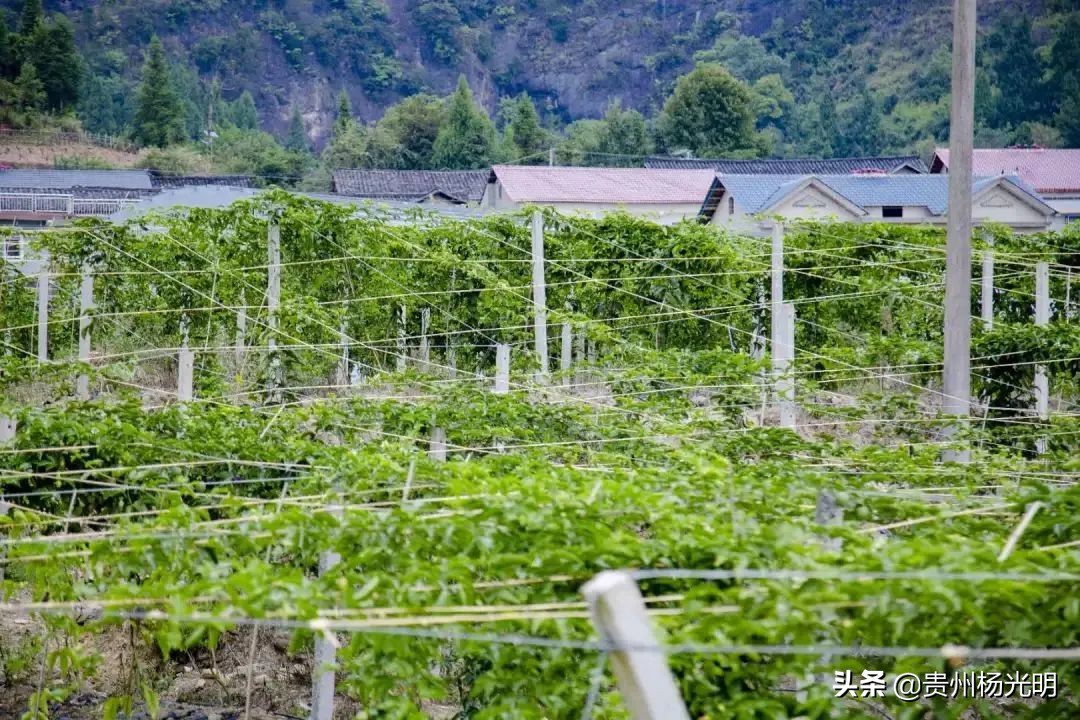 香！香！香！欢迎组团到贵州省黄平旧州采摘“且兰百香果”