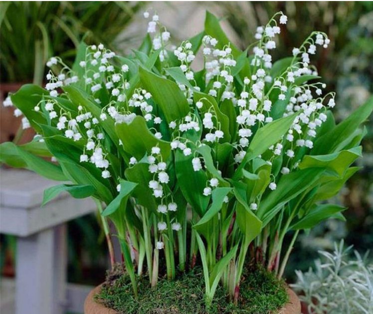 花卉绿植盆栽有什么推荐（100种室内盆栽花草图鉴）