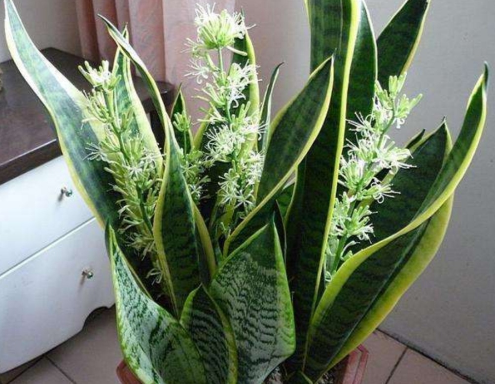 6种能净化空气的植物,摆放在室内,既美观又大方