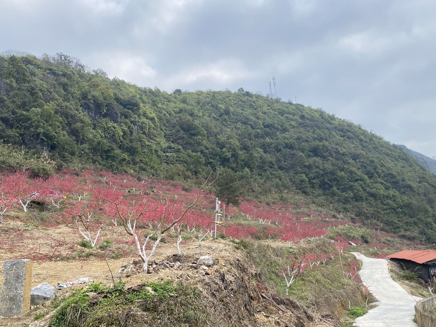 马山鹰嘴桃｜桃花与云海相伴，美如画卷